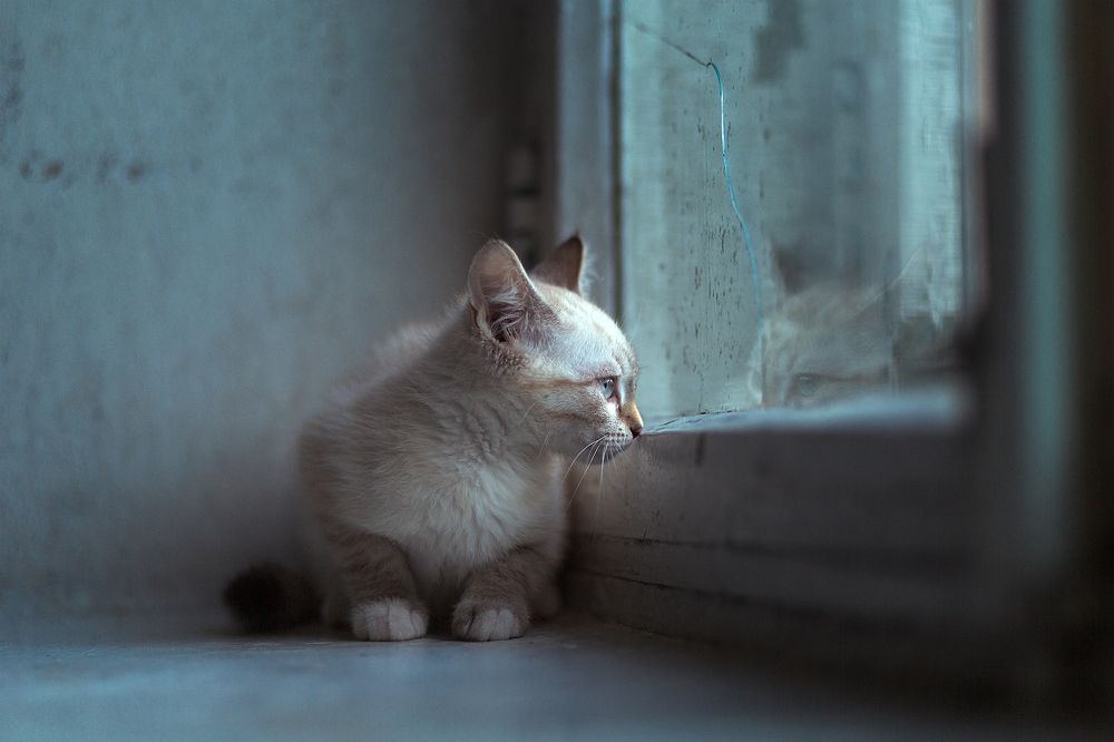 Бездомные Котята