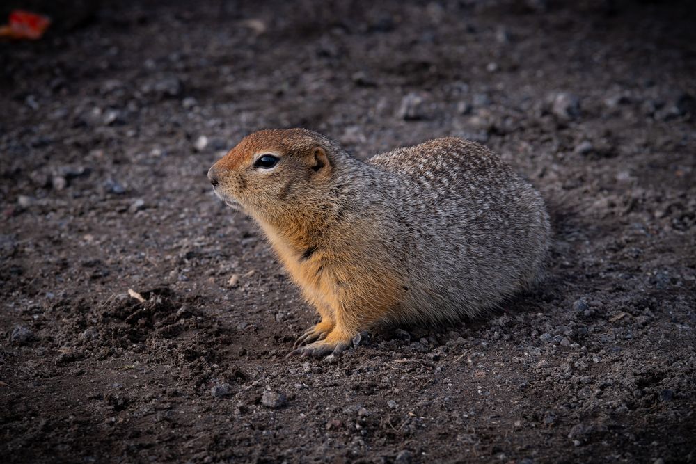 Photo 2434399