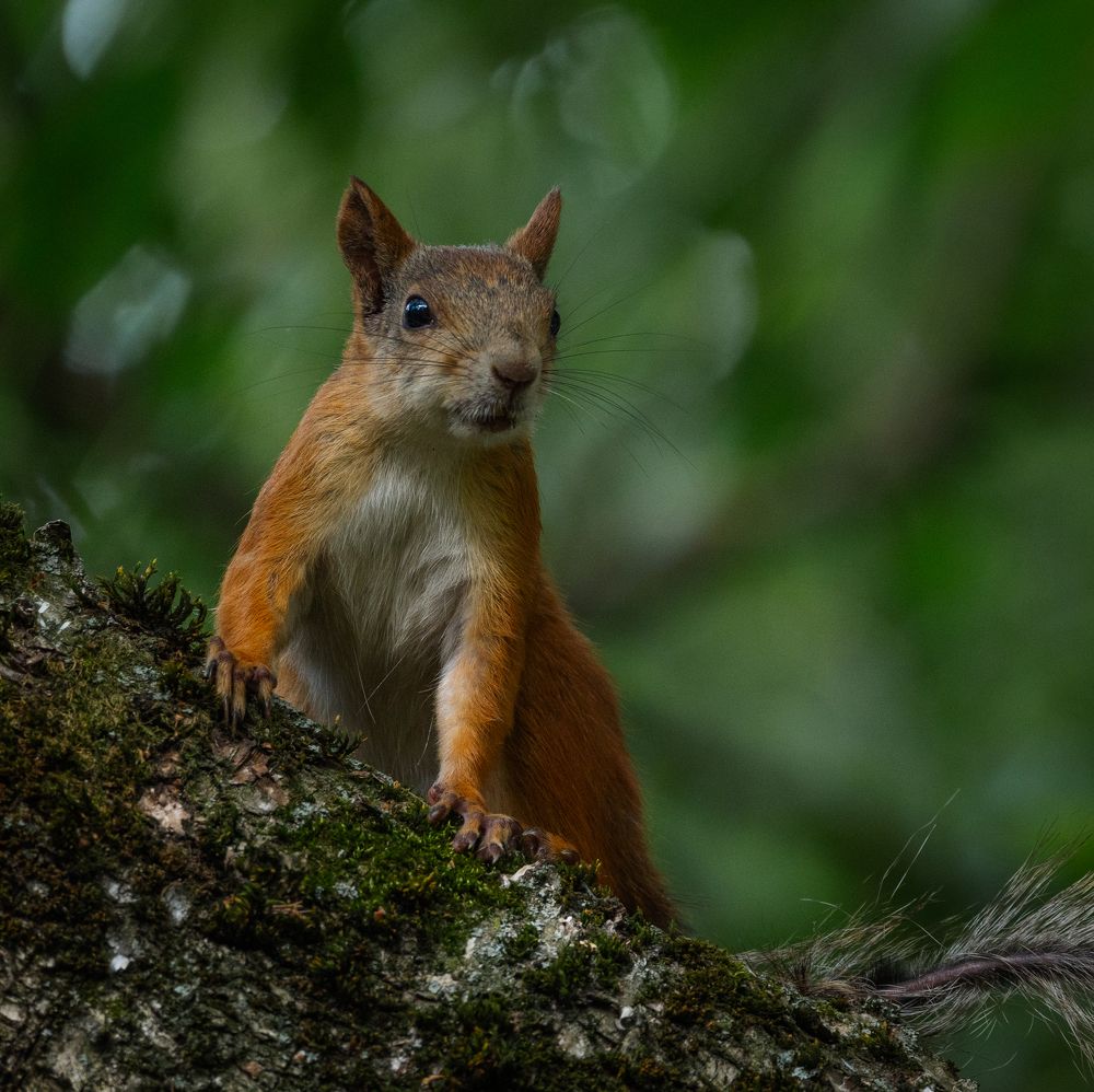 Photo 2435315