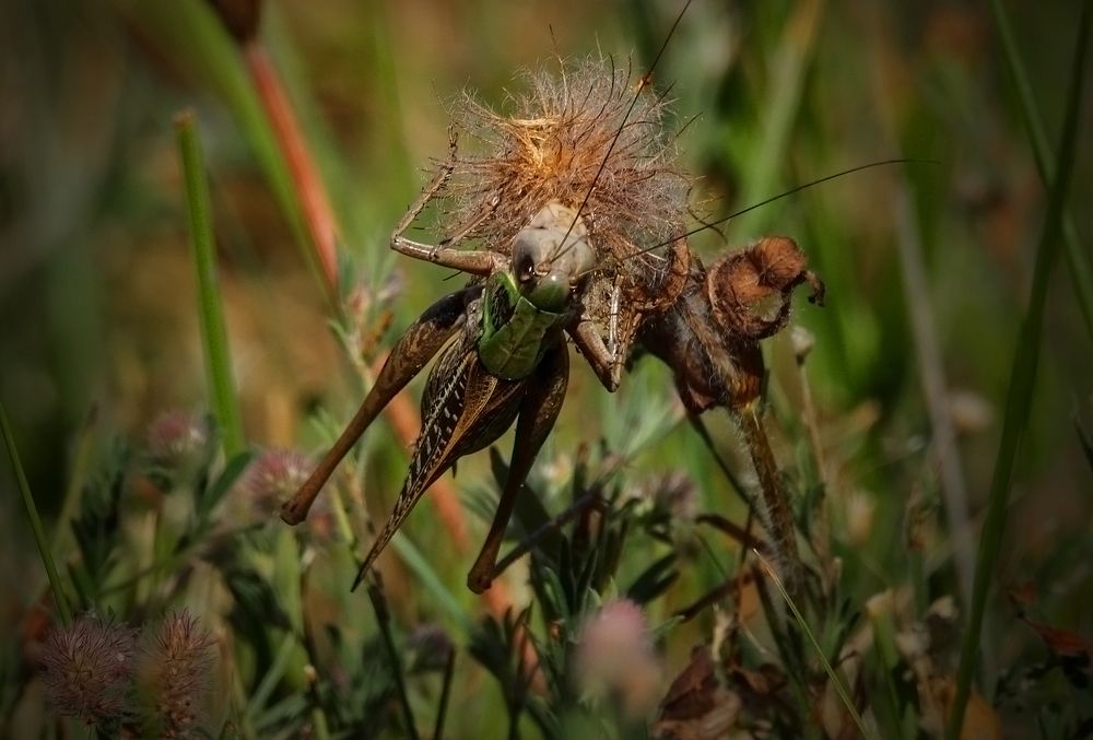 Кузне сиде травечик.. былёненький он зел..