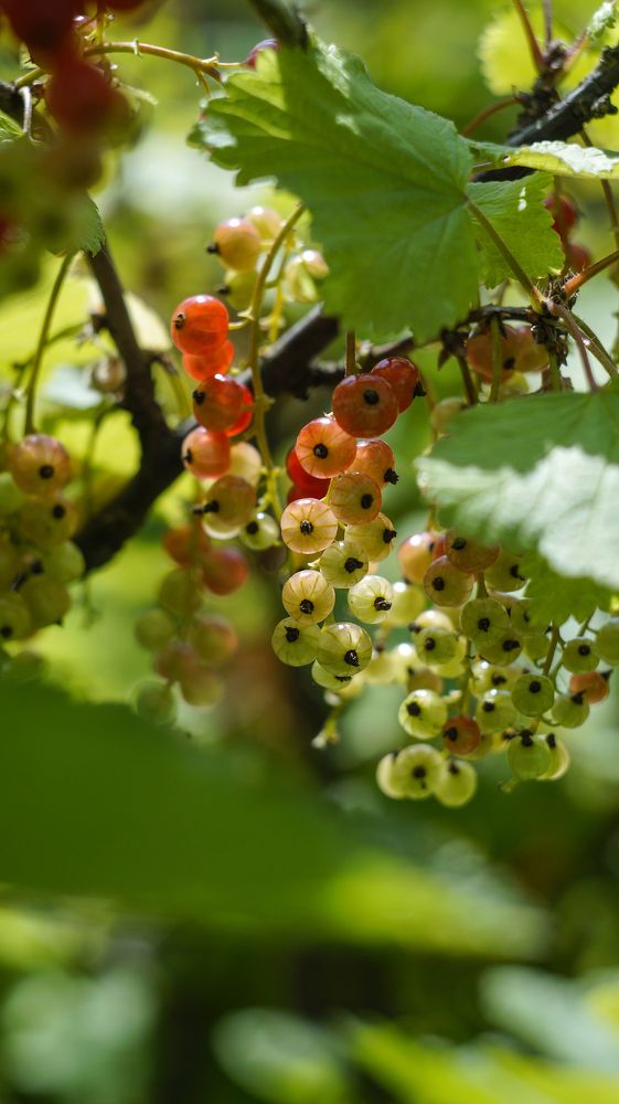 Photo 2435622