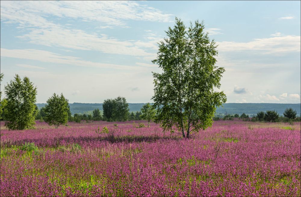 Начало дня на бывшем поле, поросшем Смолкой. (1)