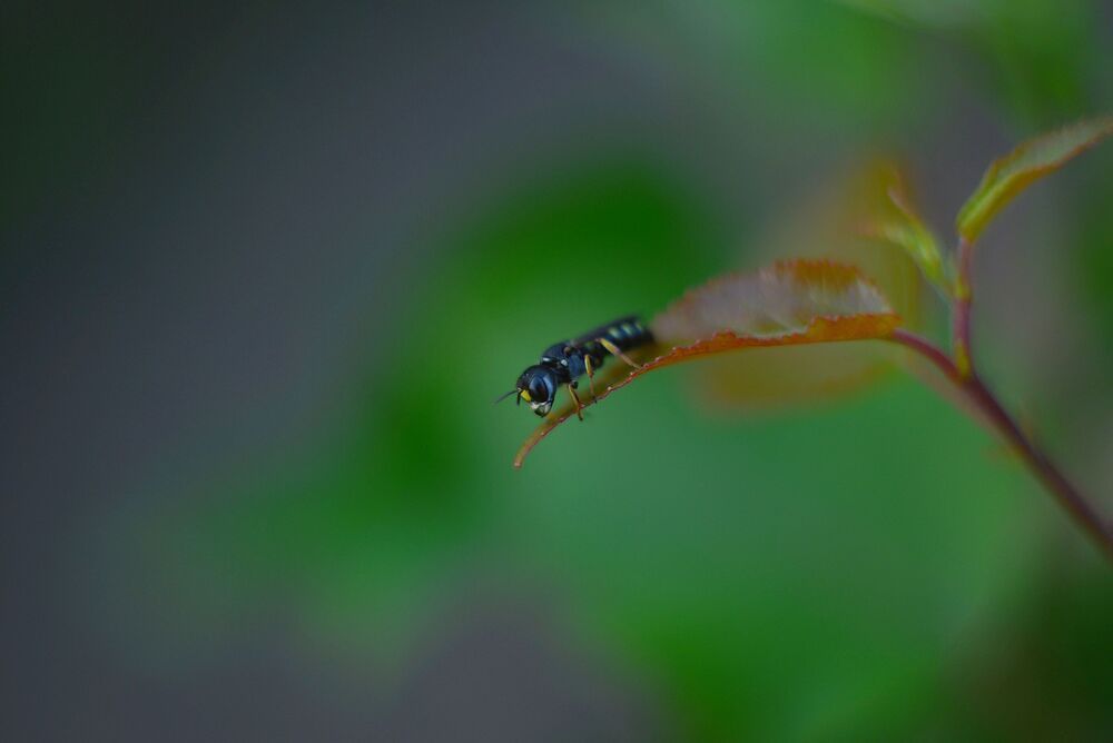 Photo 2436243