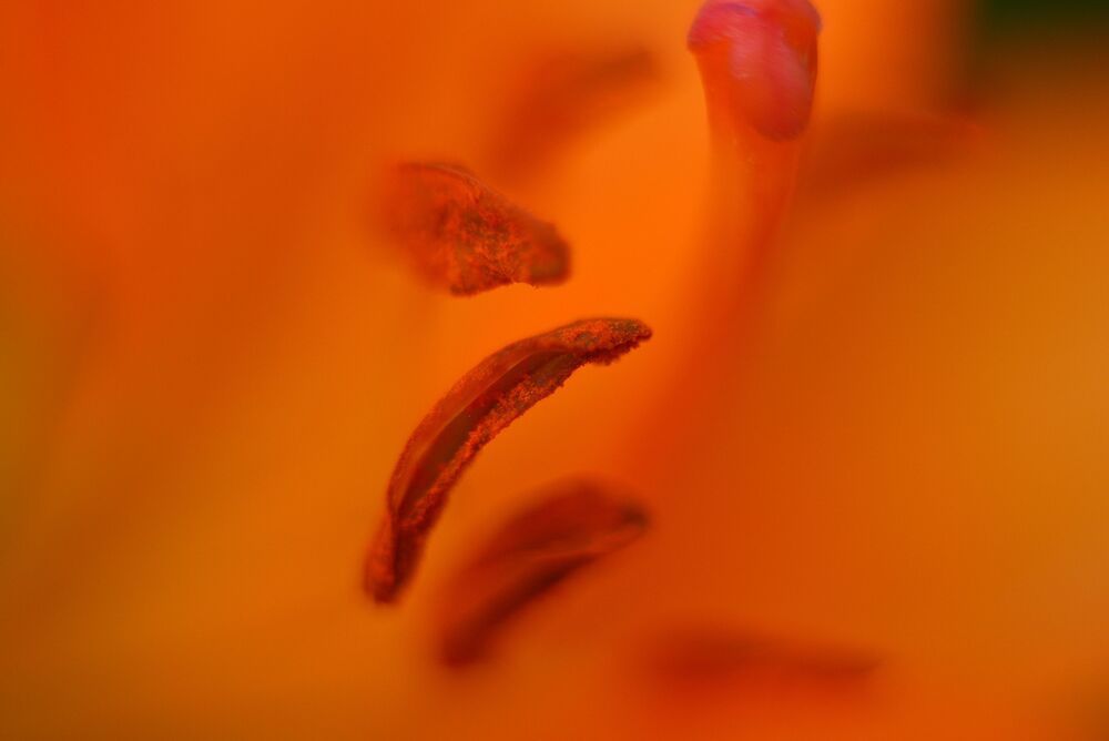 Photo 2436249
