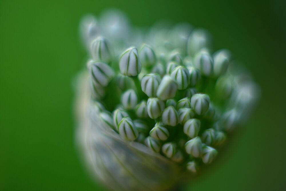 Photo 2436250
