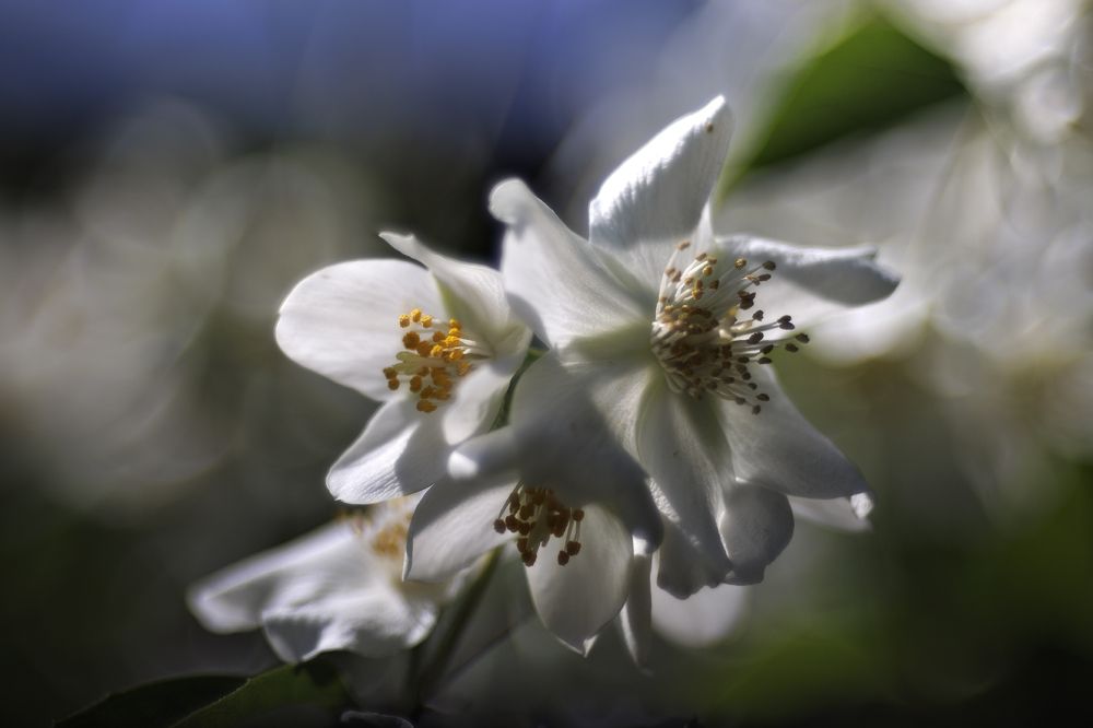 Photo 2436312
