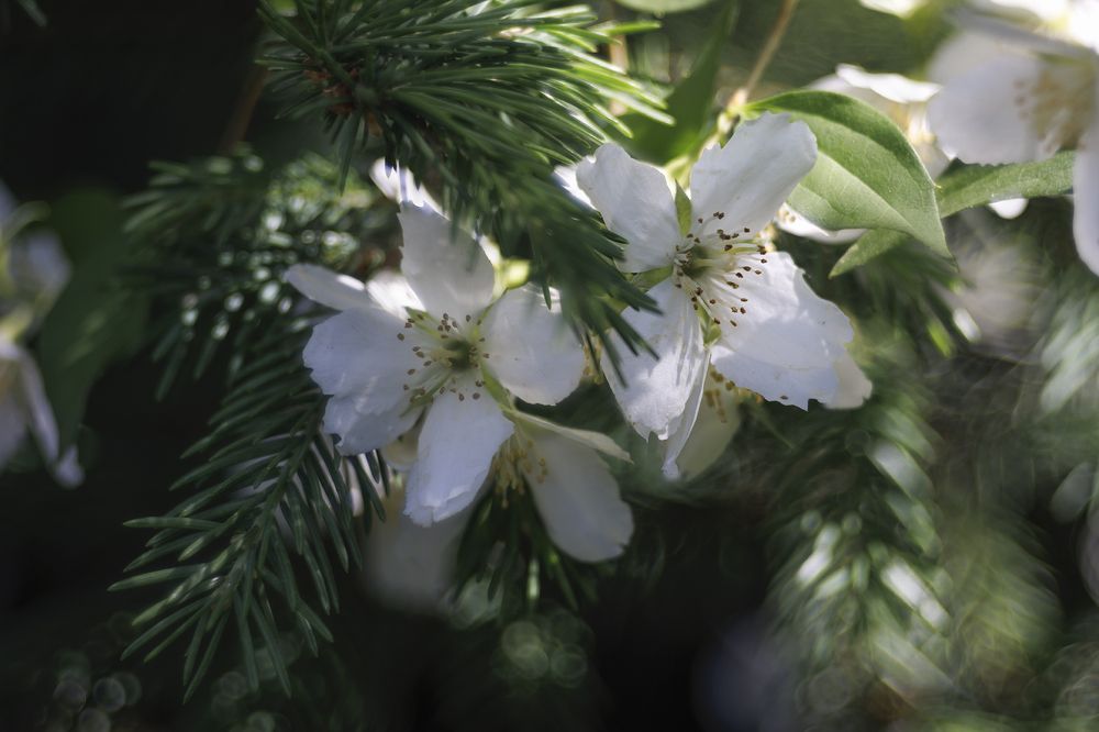 Photo 2436316