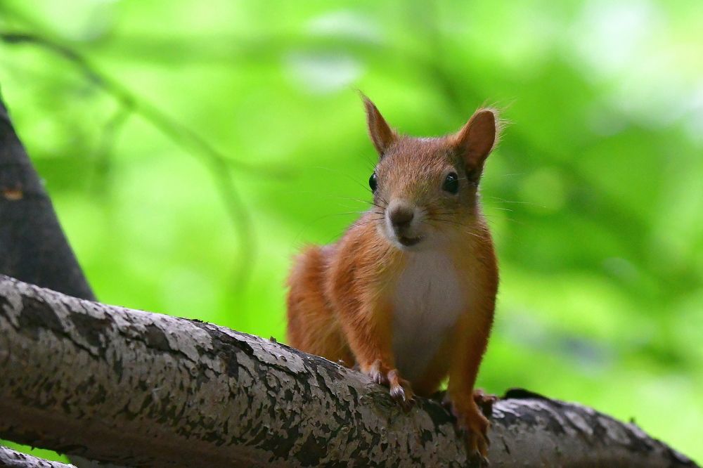 Photo 2436799