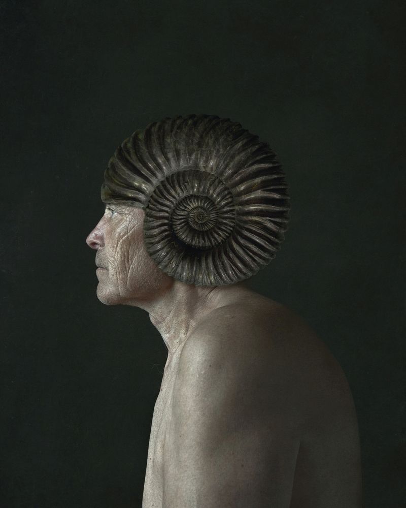From the genus Ammonites