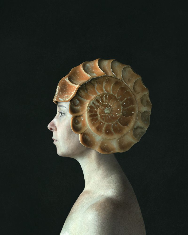 From the genus Ammonites