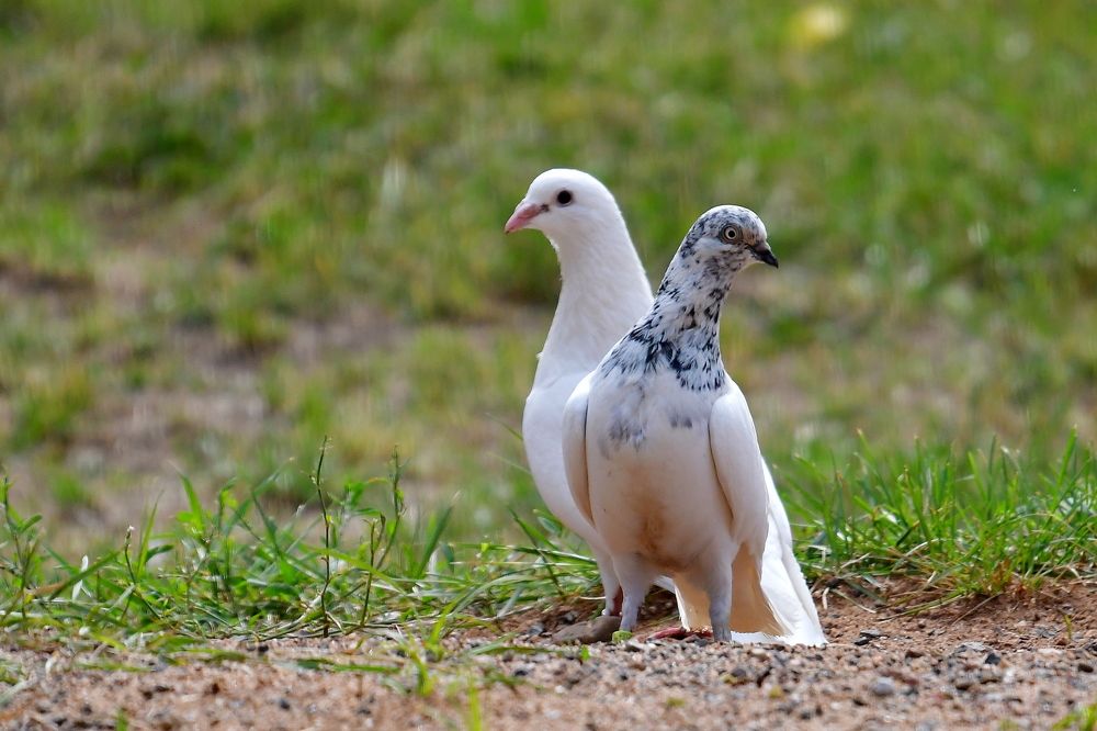 Photo 2437549