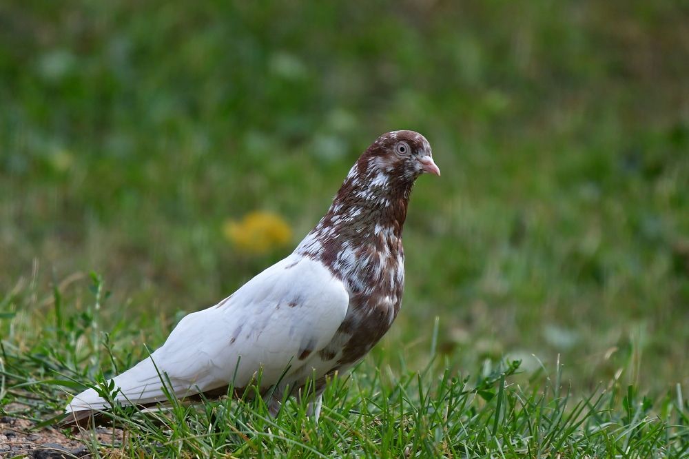 Photo 2437553