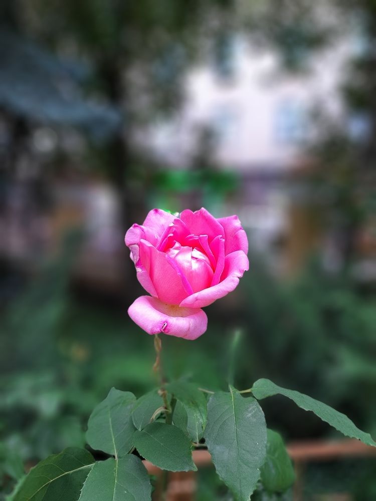 Розы и другие коллеги