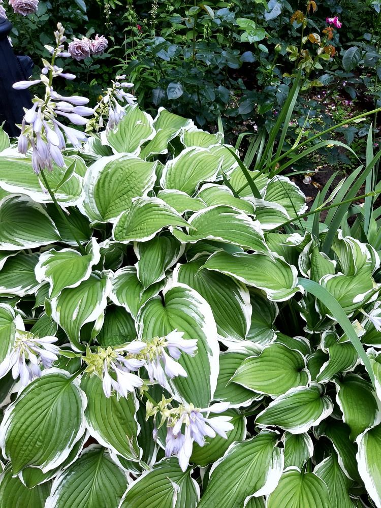 Розы и другие коллеги