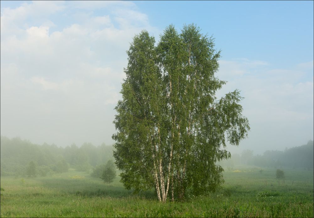 Туманное утро бывшего поля