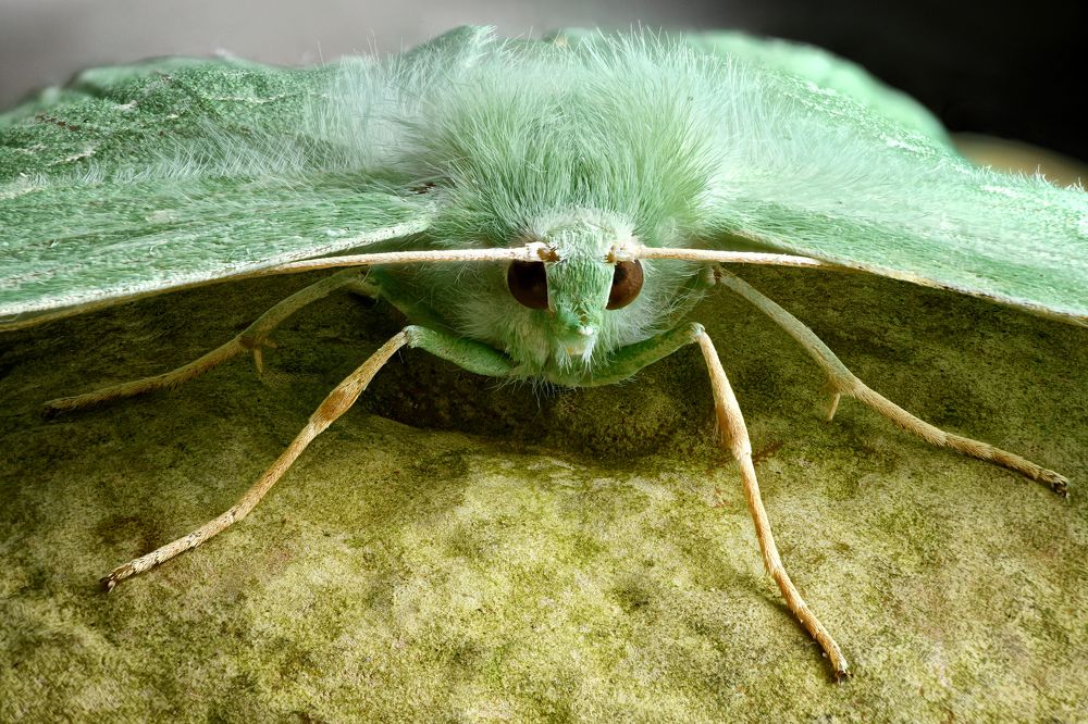 Geometra papilionaria