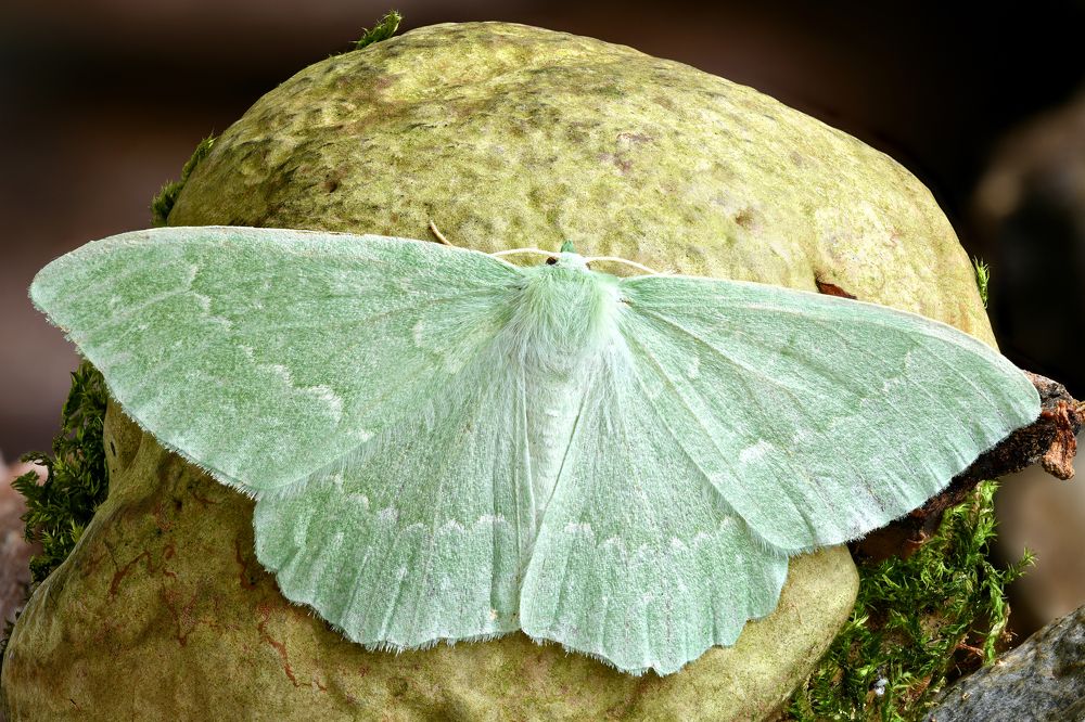 Geometra papilionaria