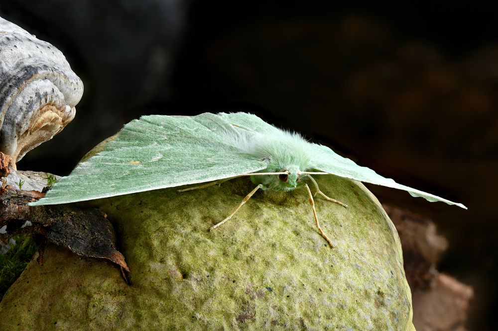 Geometra papilionaria