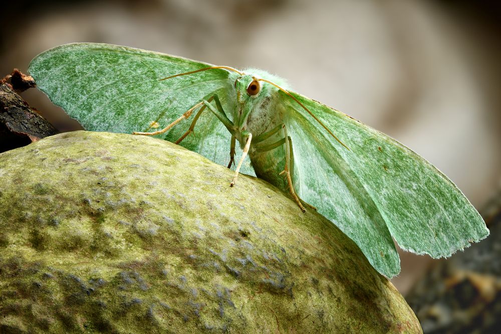Geometra papilionaria