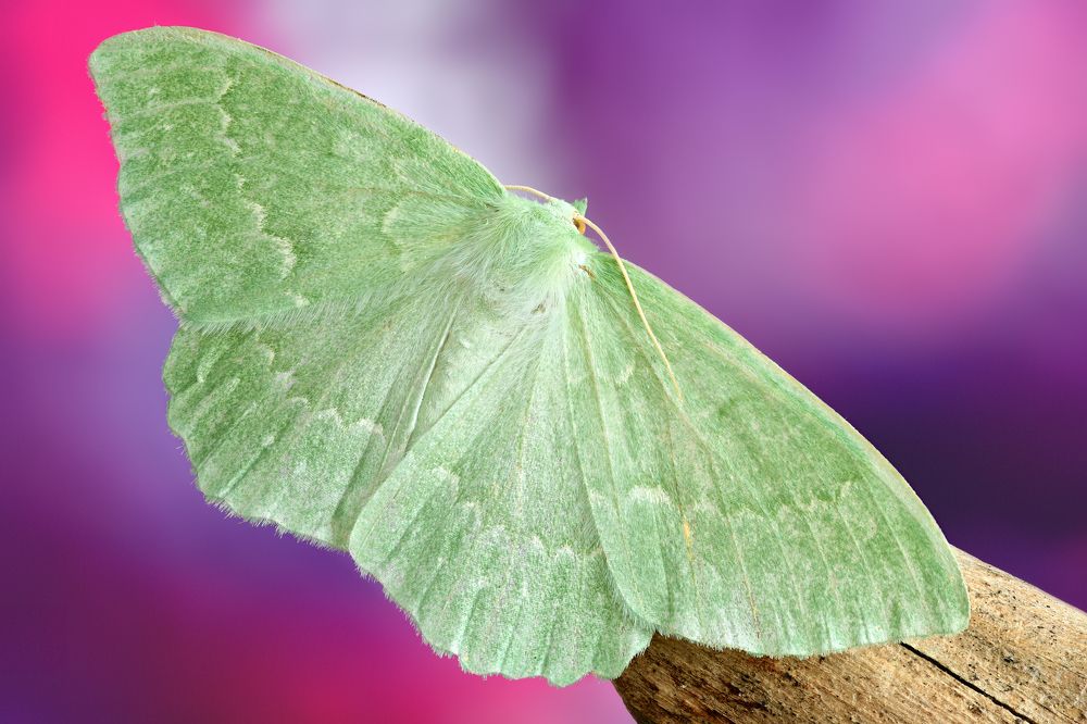 Geometra papilionaria