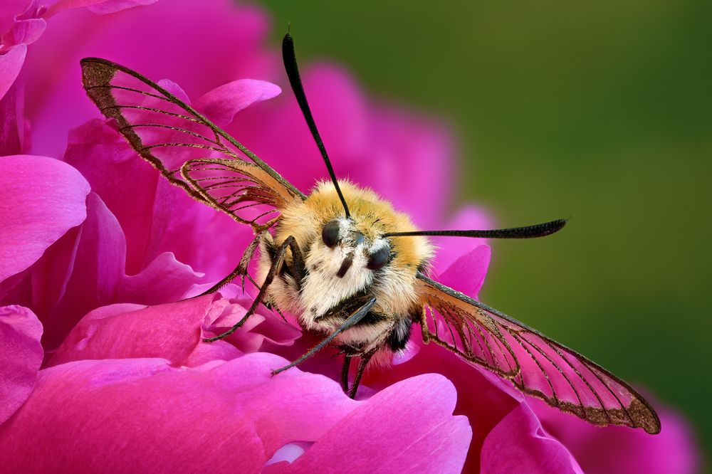 Hemaris tityus
