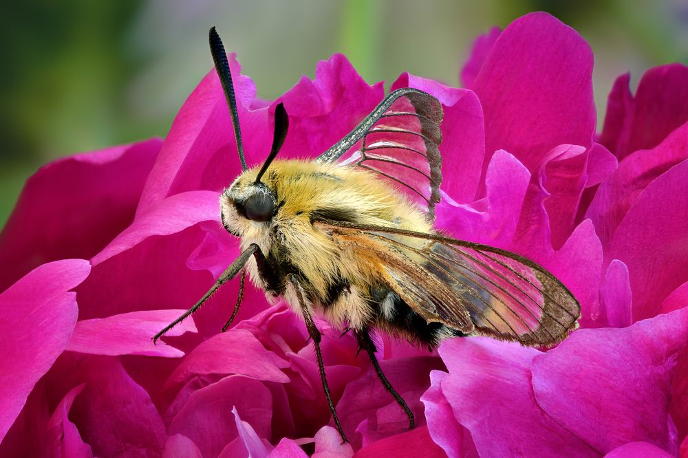 Hemaris tityus