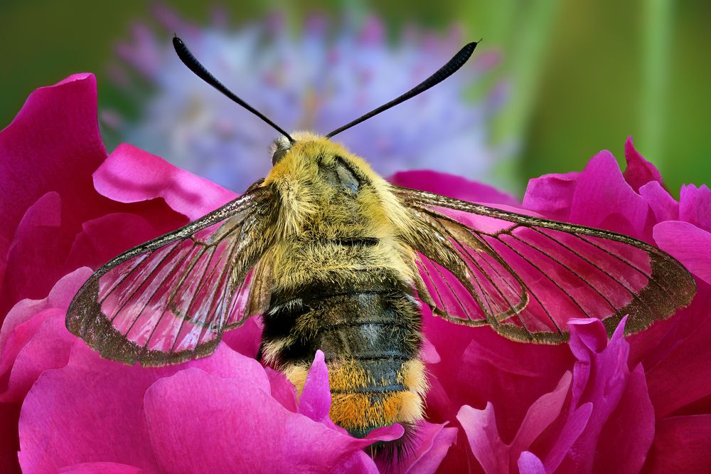 Hemaris tityus