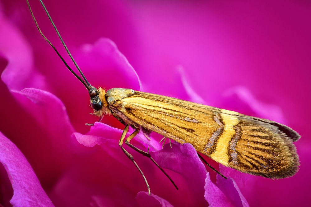 Nemophora