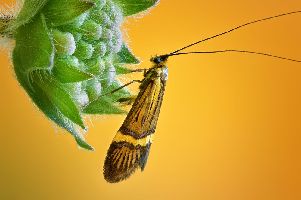 Nemophora