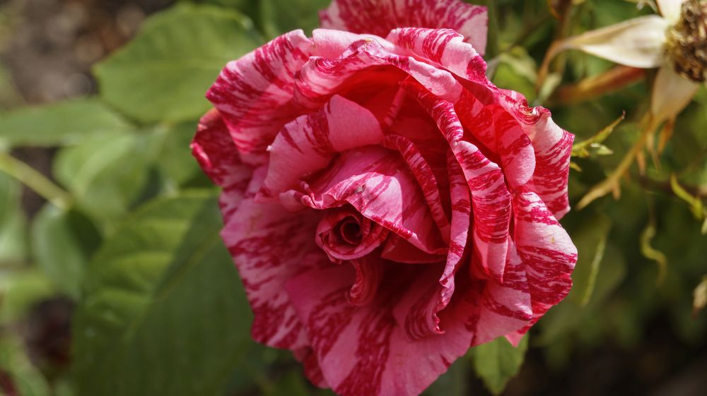 Photo 2438417