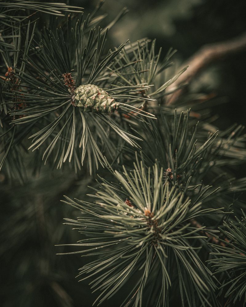 Green tranquility