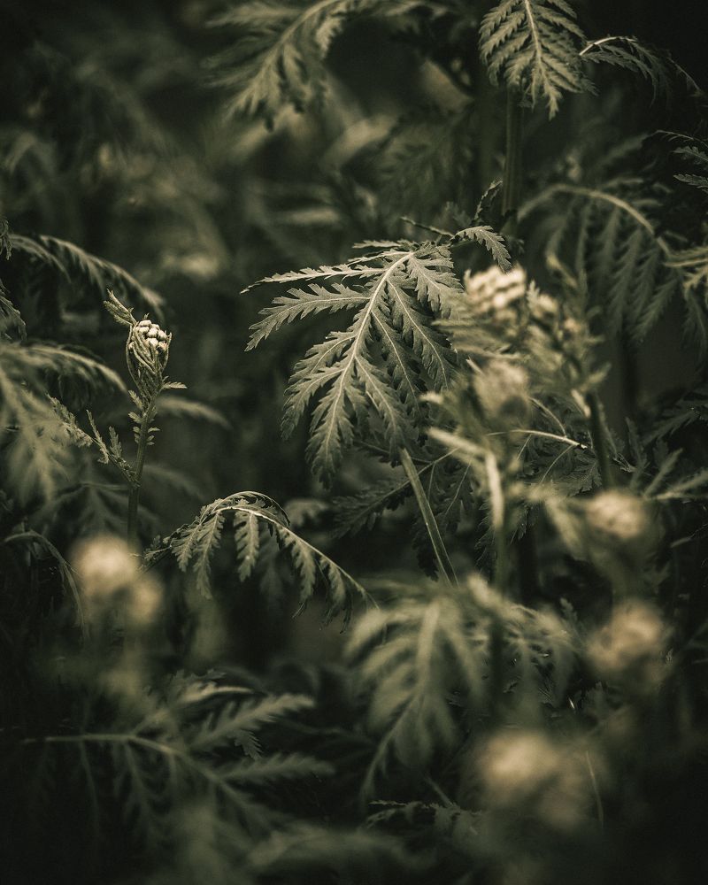 Green tranquility