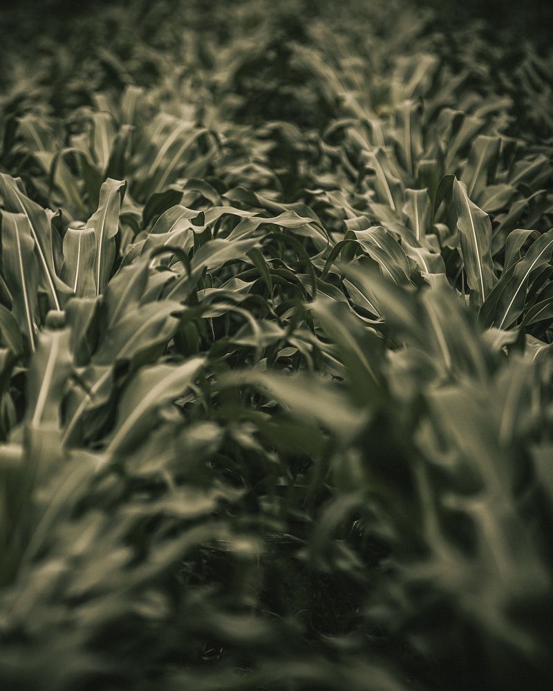 Green tranquility