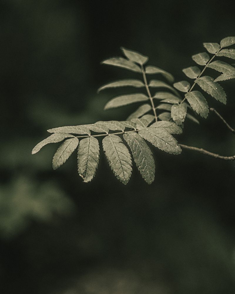 Green tranquility
