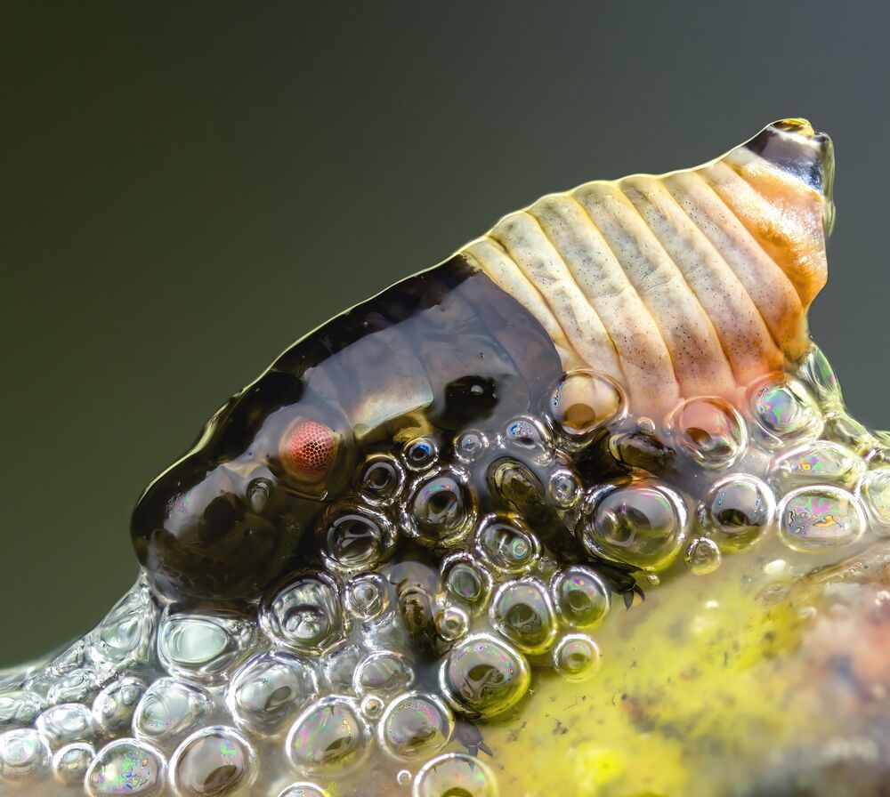 Photo 2439147