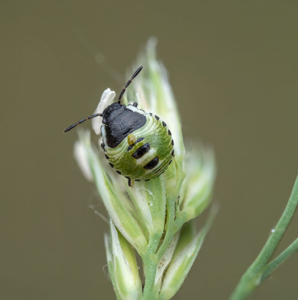 Photo 2439153