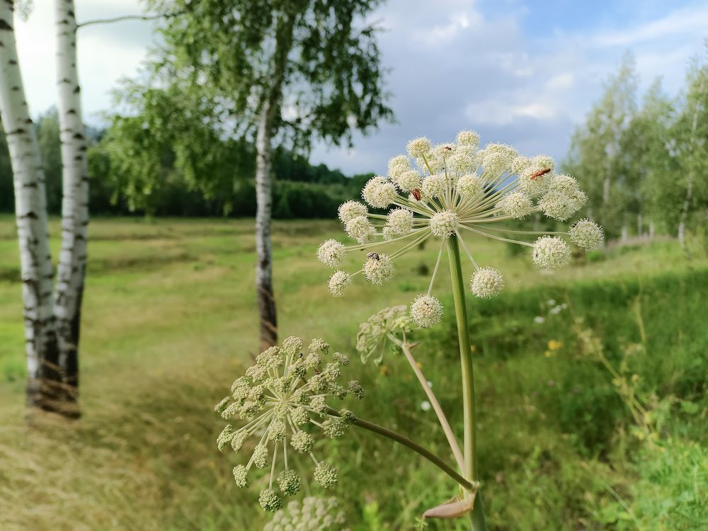 Photo 2439787