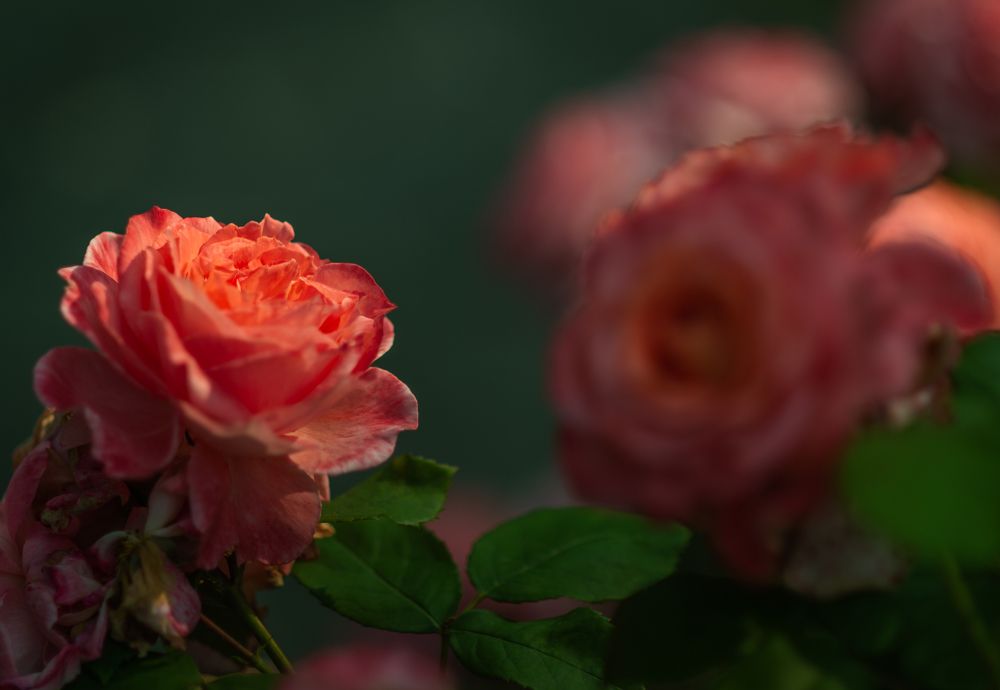 Photo 2440211