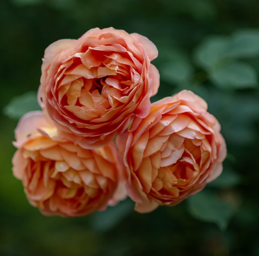 Photo 2440213