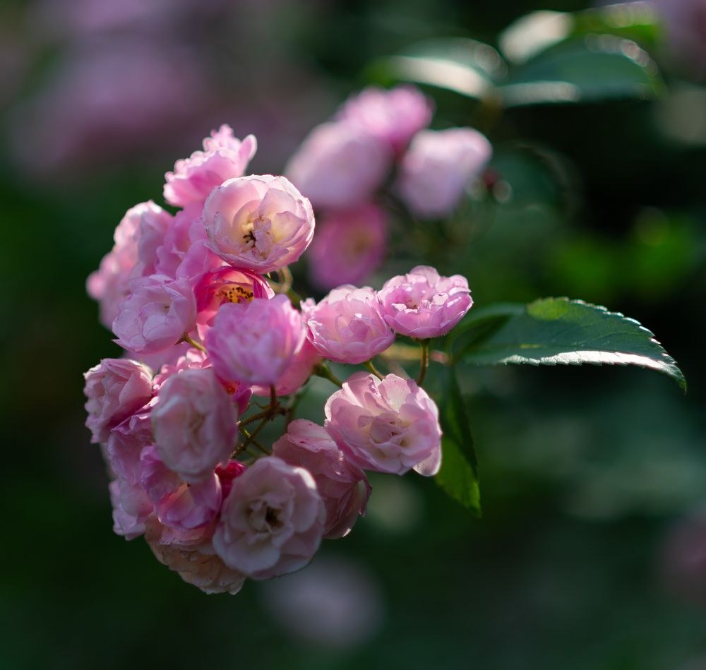 Photo 2440216