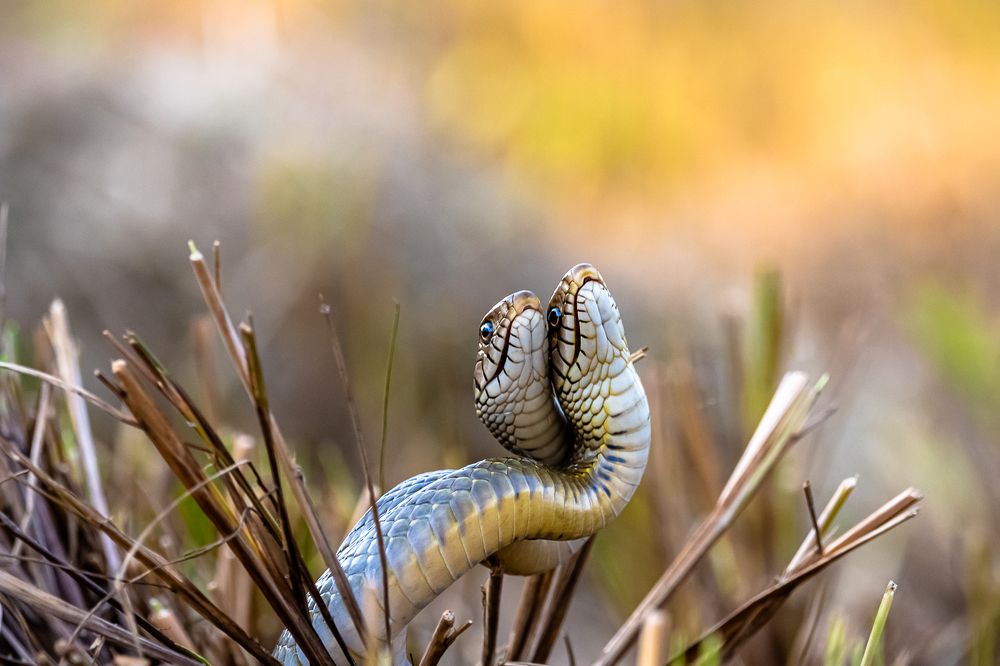 Wildlife and Nature