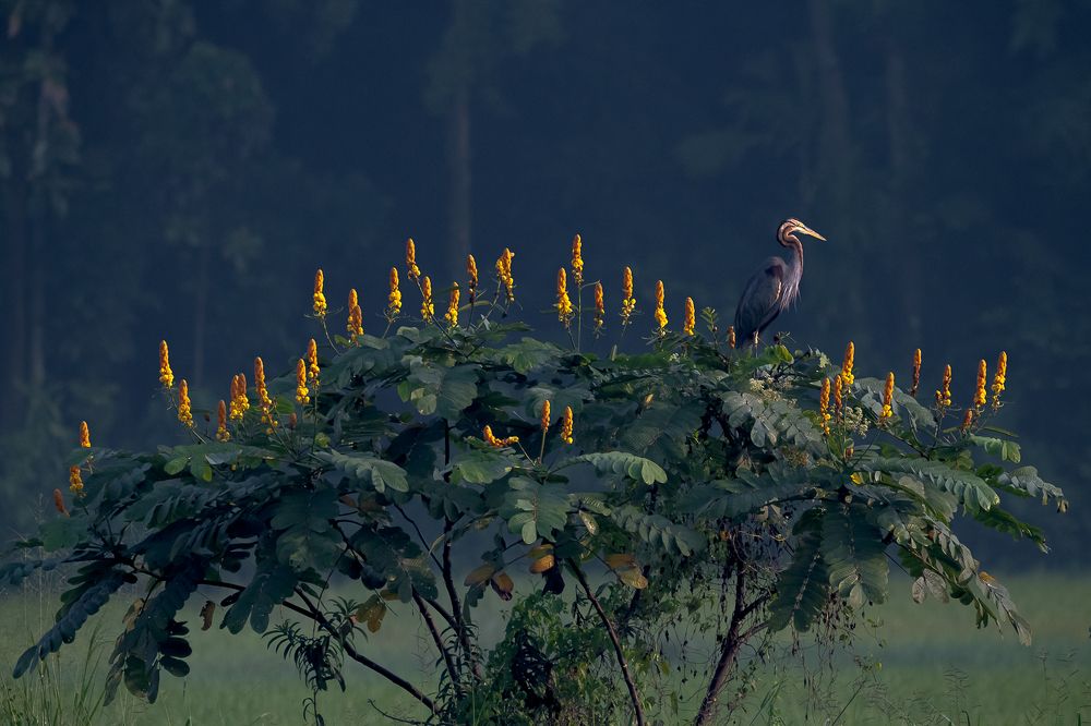 Wildlife and Nature