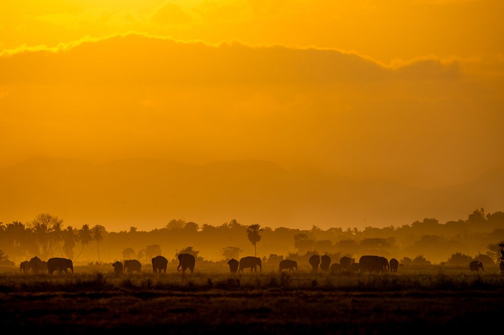 Wildlife and Nature
