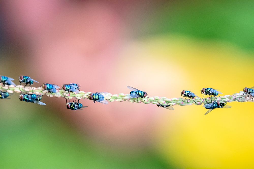 Wildlife and Nature