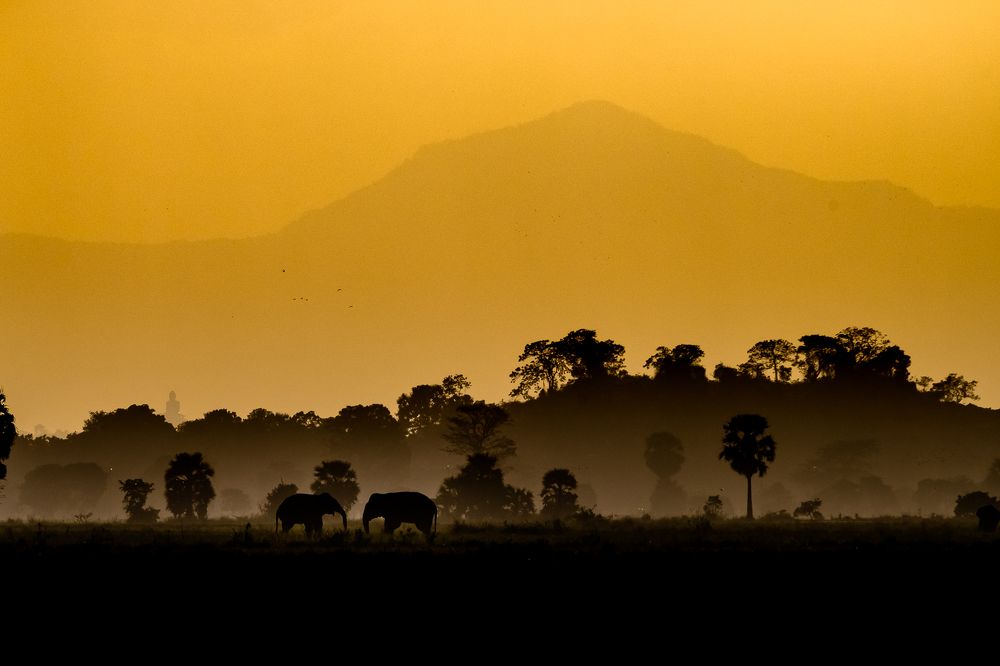 Wildlife and Nature