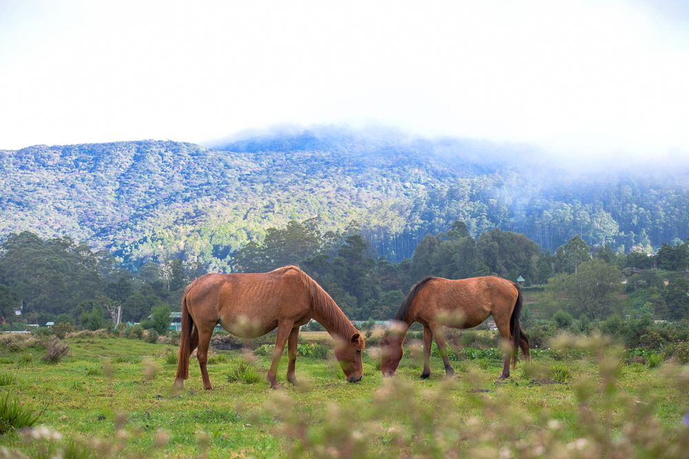 Wildlife and Nature