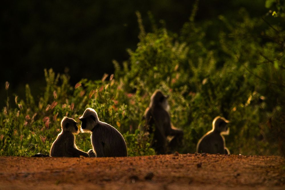 Wildlife and Nature