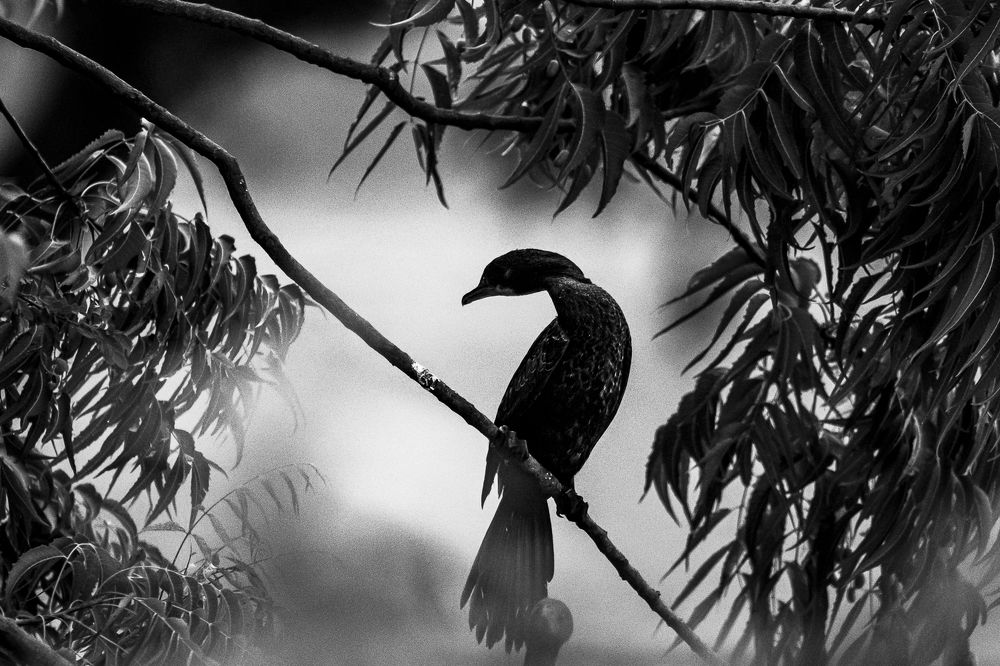 Wildlife and Nature