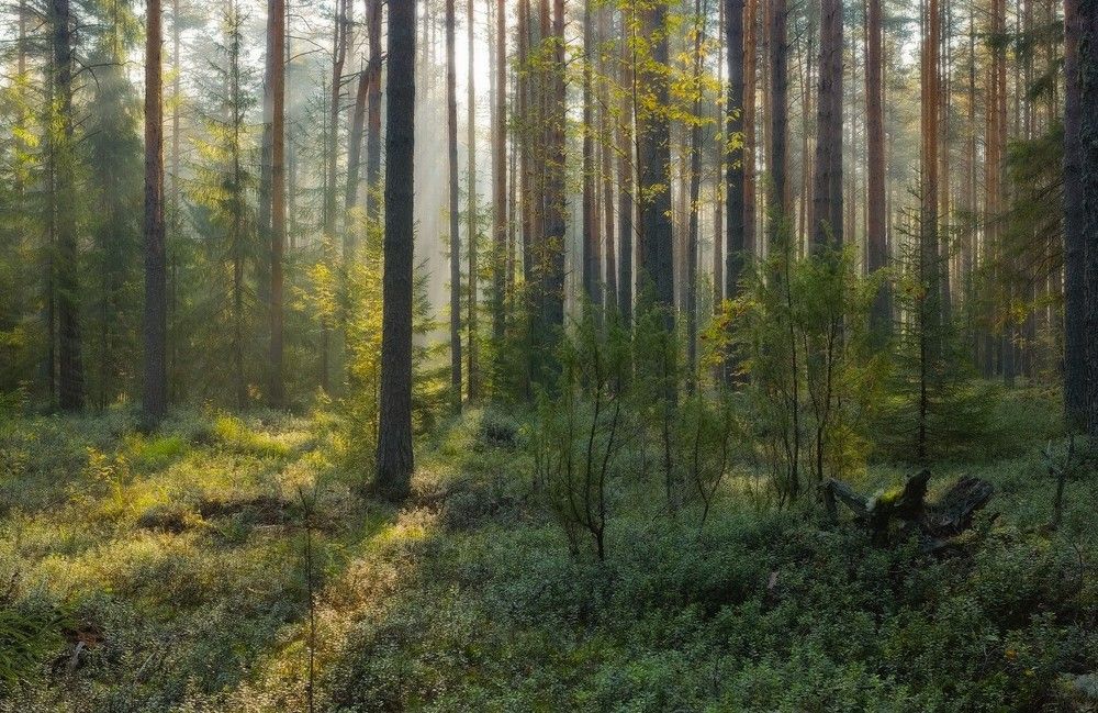Утро в сосновом бору
