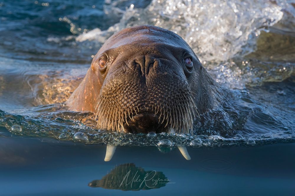The Walrus Gang